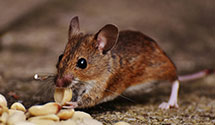 24 Hour & Emergency Exterminators in Lenox, OH